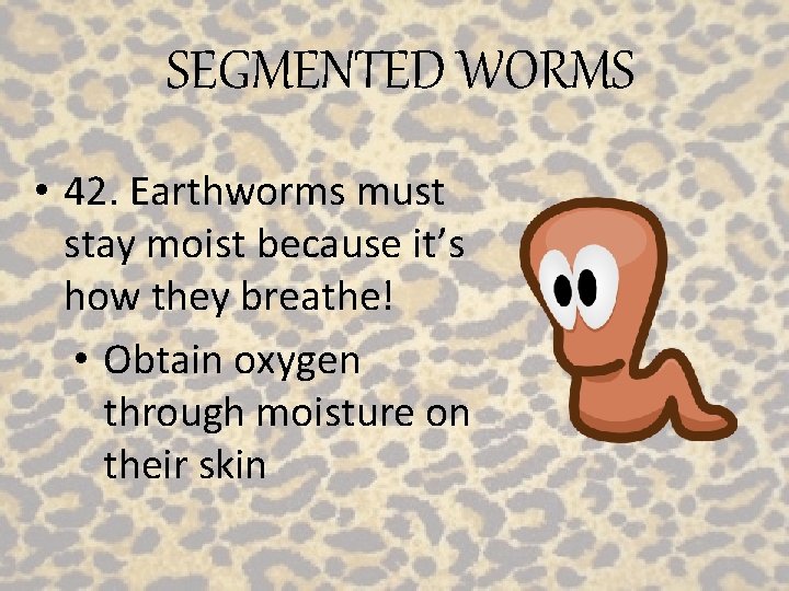 SEGMENTED WORMS • 42. Earthworms must stay moist because it’s how they breathe! •