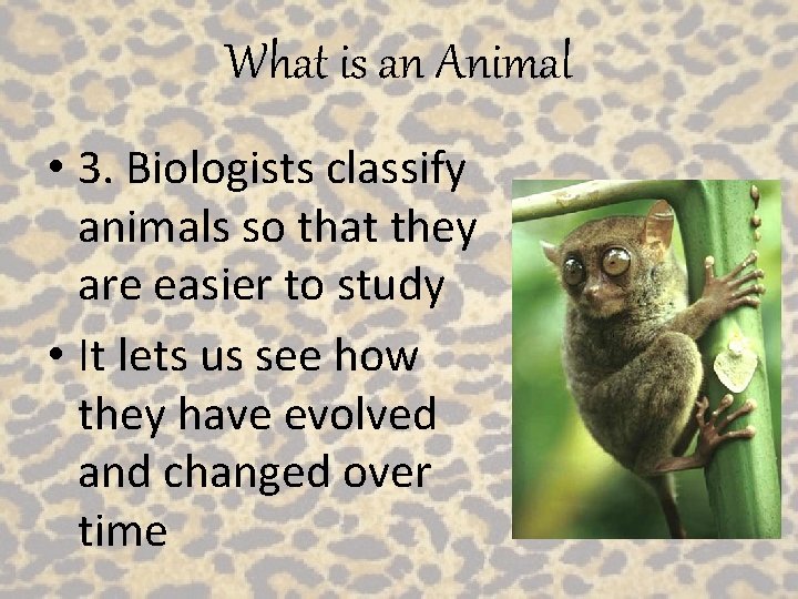 What is an Animal • 3. Biologists classify animals so that they are easier