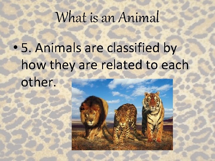 What is an Animal • 5. Animals are classified by how they are related