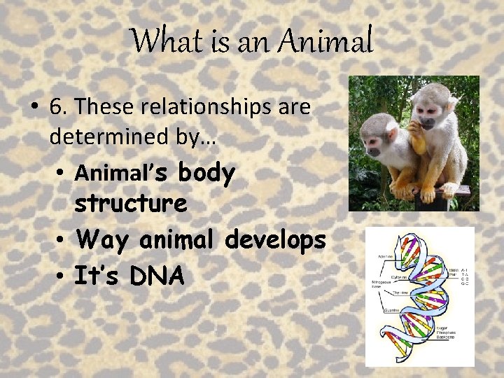 What is an Animal • 6. These relationships are determined by… • Animal’s body