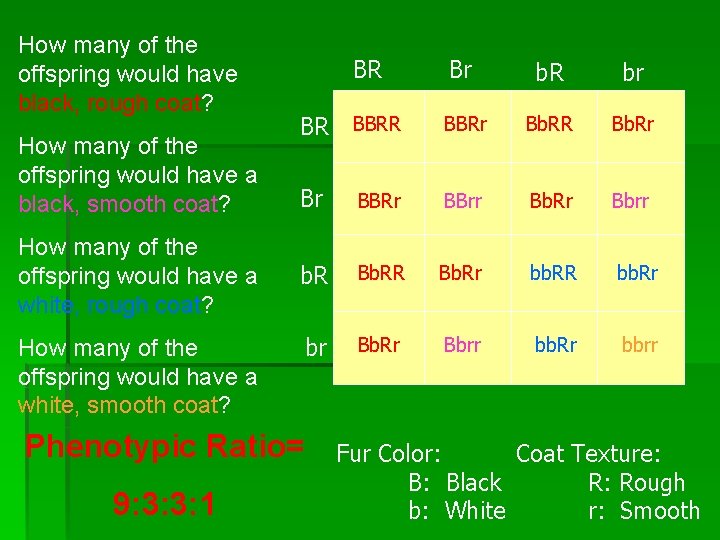 How many of the offspring would have black, rough coat? How many of the How many of the offspring would have black, rough coat? How many of the