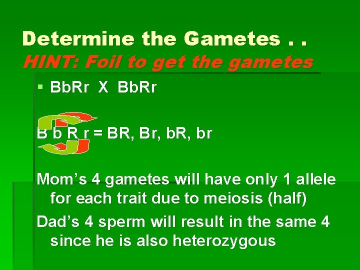 Determine the Gametes. . HINT: Foil to get the gametes § Bb. Rr X Determine the Gametes. . HINT: Foil to get the gametes § Bb. Rr X