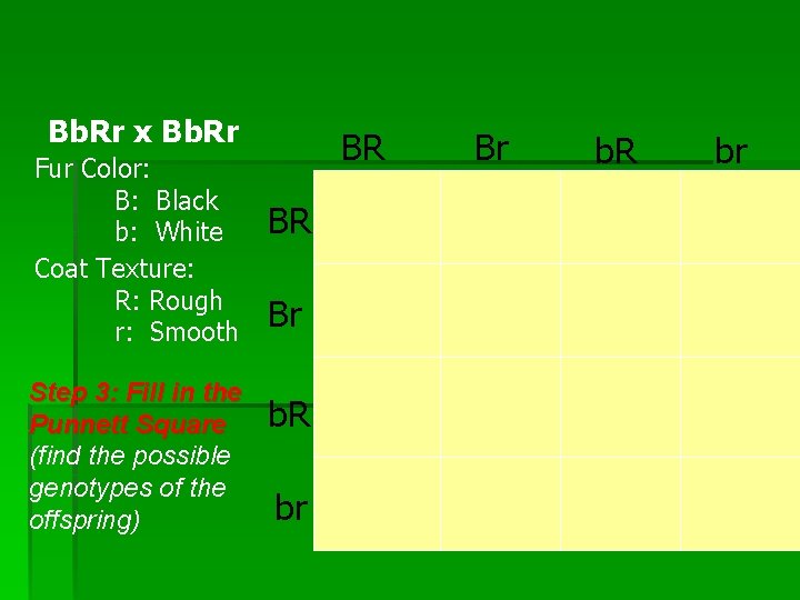 Bb. Rr x Bb. Rr Fur Color: B: Black b: White Coat Texture: R: Bb. Rr x Bb. Rr Fur Color: B: Black b: White Coat Texture: R: