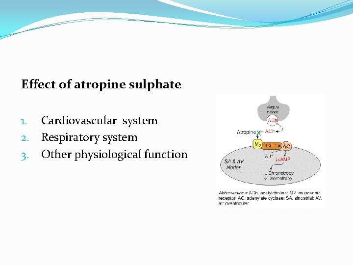 Effect of atropine sulphate 1. Cardiovascular system 2. Respiratory system 3. Other physiological function