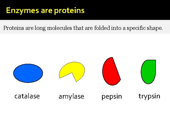 Enzymes are proteins Proteins are long molecules that are folded into a specific shape.