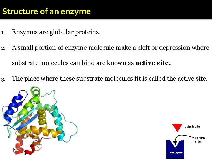 Structure of an enzyme 1. Enzymes are globular proteins. 2. A small portion of