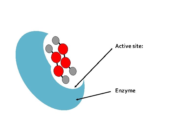 Active site: Enzyme 