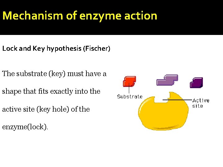 Mechanism of enzyme action Lock and Key hypothesis (Fischer) The substrate (key) must have