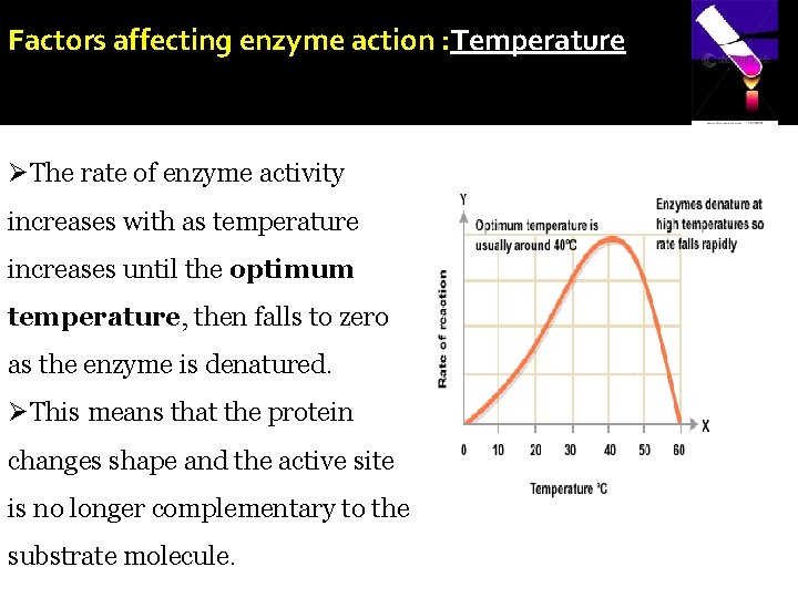 Factors affecting enzyme action : Temperature ØThe rate of enzyme activity increases with as
