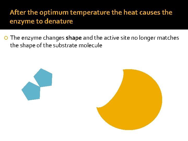 After the optimum temperature the heat causes the enzyme to denature The enzyme changes