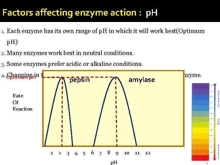 Factors affecting enzyme action : p. H 1. Each enzyme has its own range