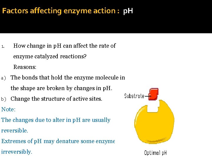 Factors affecting enzyme action : p. H 1. How change in p. H can