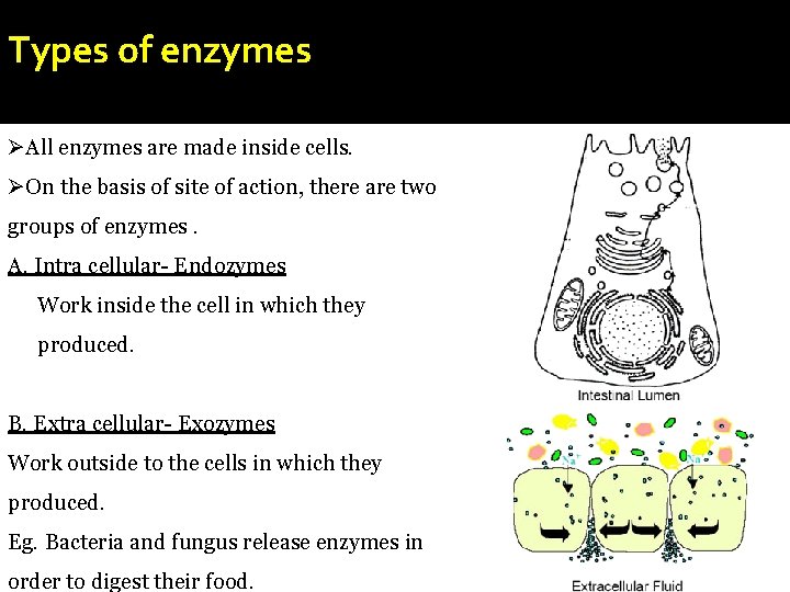 Types of enzymes ØAll enzymes are made inside cells. ØOn the basis of site