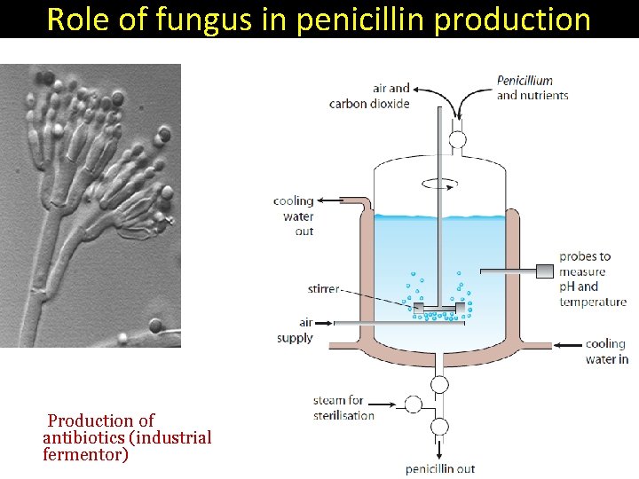 Role of fungus in penicillin production Production of antibiotics (industrial fermentor) 