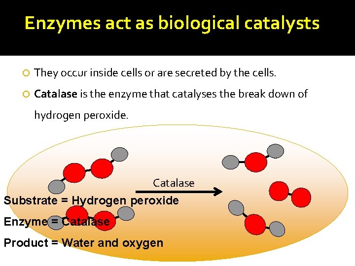 Enzymes act as biological catalysts They occur inside cells or are secreted by the