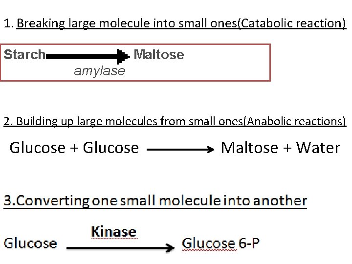 1. Breaking large molecule into small ones(Catabolic reaction) Starch Maltose amylase 2. Building up