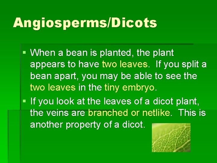 Angiosperms/Dicots § When a bean is planted, the plant appears to have two leaves.