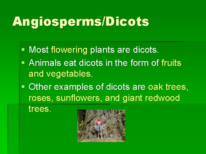 Angiosperms/Dicots § Most flowering plants are dicots. § Animals eat dicots in the form