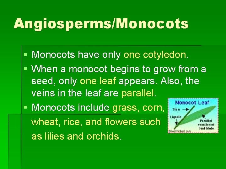 Angiosperms/Monocots § Monocots have only one cotyledon. § When a monocot begins to grow