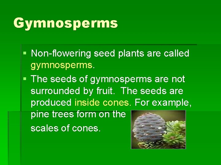 Gymnosperms § Non-flowering seed plants are called gymnosperms. § The seeds of gymnosperms are