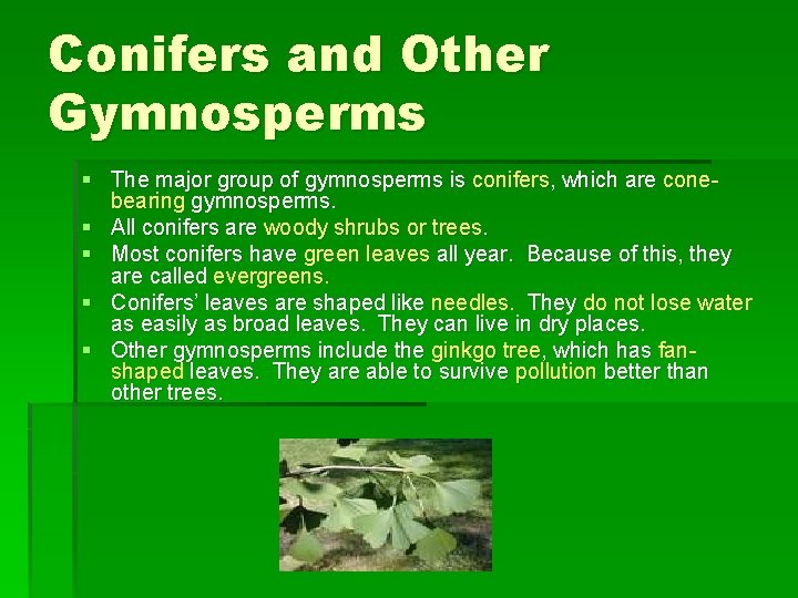 Conifers and Other Gymnosperms § The major group of gymnosperms is conifers, which are