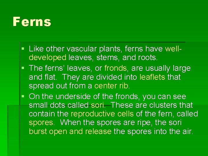 Ferns § Like other vascular plants, ferns have welldeveloped leaves, stems, and roots. §