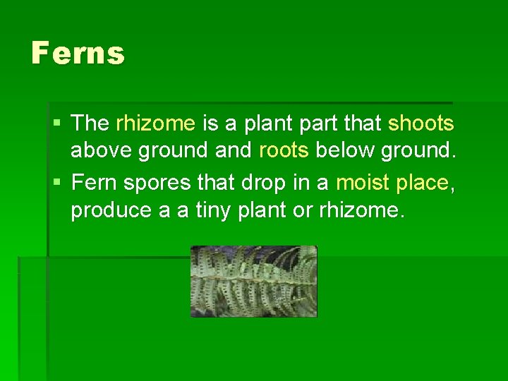 Ferns § The rhizome is a plant part that shoots above ground and roots