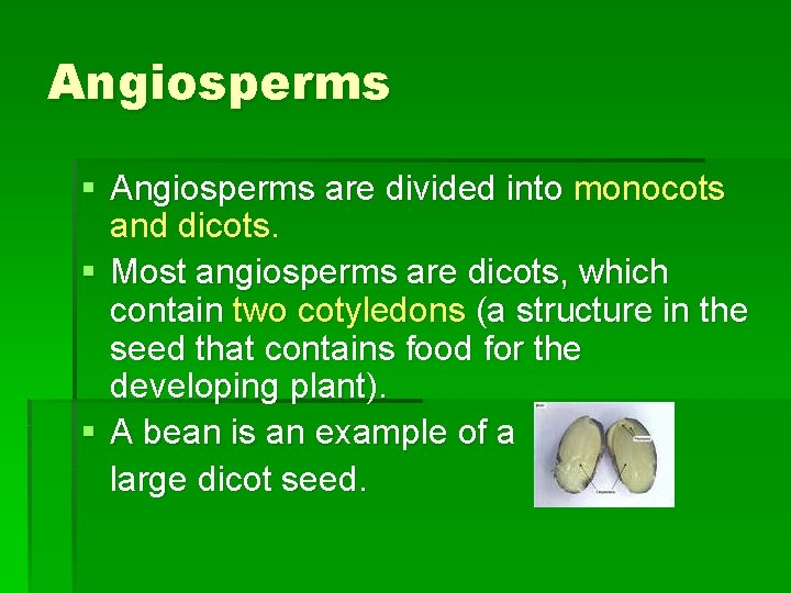 Angiosperms § Angiosperms are divided into monocots and dicots. § Most angiosperms are dicots,