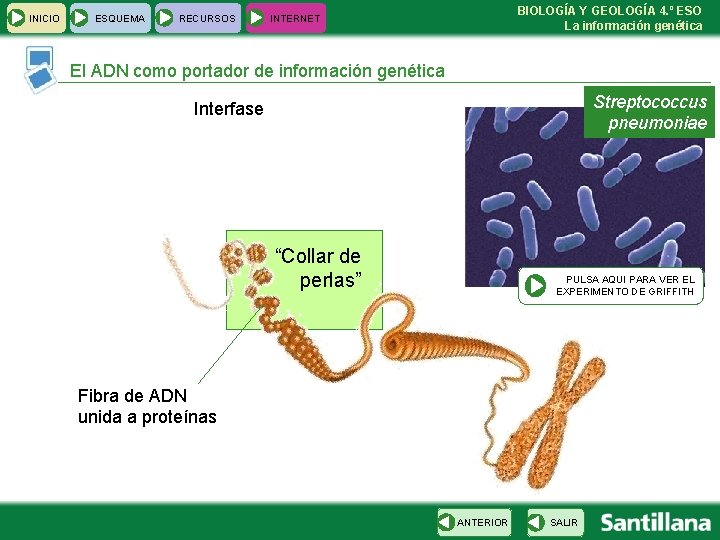 INICIO ESQUEMA RECURSOS BIOLOGÍA Y GEOLOGÍA 4. º ESO La información genética INTERNET El