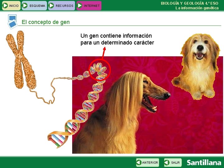 INICIO ESQUEMA RECURSOS BIOLOGÍA Y GEOLOGÍA 4. º ESO La información genética INTERNET El