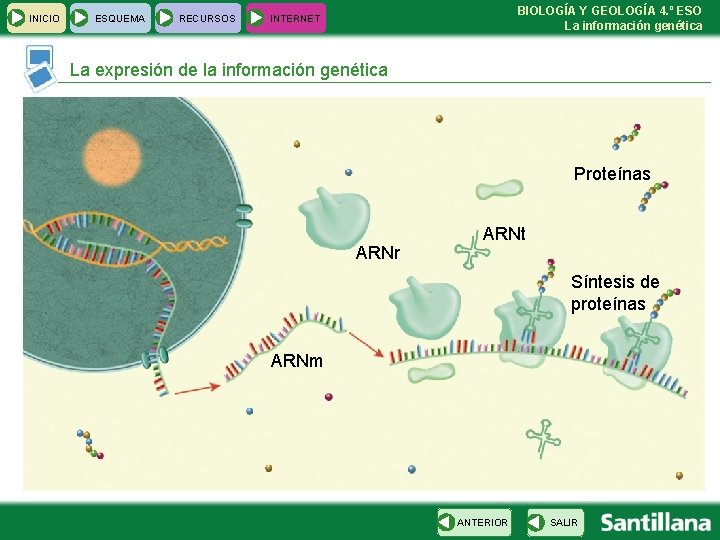 INICIO ESQUEMA RECURSOS BIOLOGÍA Y GEOLOGÍA 4. º ESO La información genética INTERNET La