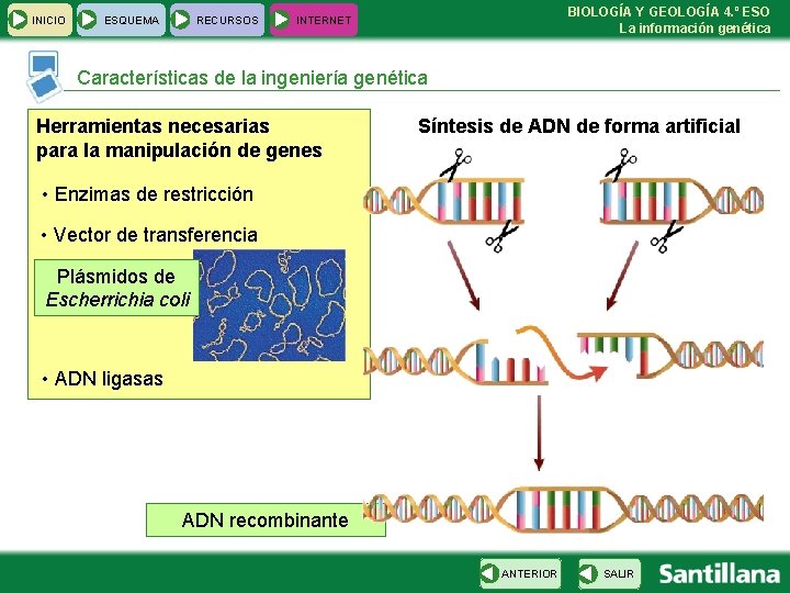 INICIO ESQUEMA RECURSOS BIOLOGÍA Y GEOLOGÍA 4. º ESO La información genética INTERNET Características