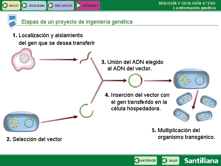 INICIO ESQUEMA RECURSOS BIOLOGÍA Y GEOLOGÍA 4. º ESO La información genética INTERNET Etapas