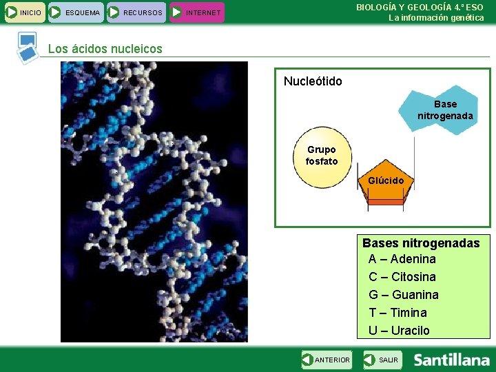 INICIO ESQUEMA RECURSOS BIOLOGÍA Y GEOLOGÍA 4. º ESO La información genética INTERNET Los