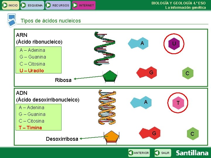 INICIO ESQUEMA RECURSOS BIOLOGÍA Y GEOLOGÍA 4. º ESO La información genética INTERNET Tipos