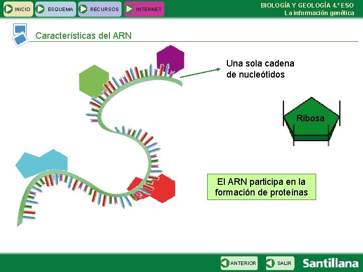 INICIO ESQUEMA RECURSOS BIOLOGÍA Y GEOLOGÍA 4. º ESO La información genética INTERNET Características