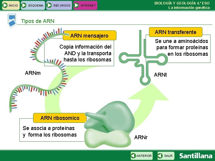 INICIO ESQUEMA RECURSOS BIOLOGÍA Y GEOLOGÍA 4. º ESO La información genética INTERNET Tipos