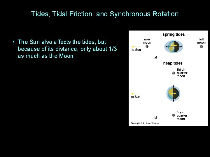Tides, Tidal Friction, and Synchronous Rotation • The Sun also affects the tides, but