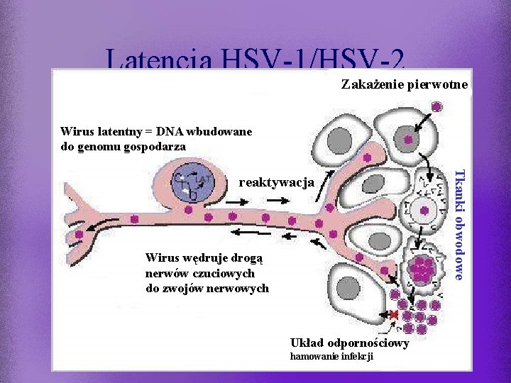 Latencja HSV-1/HSV-2 Zakażenie pierwotne Wirus latentny = DNA wbudowane do genomu gospodarza Wirus wędruje