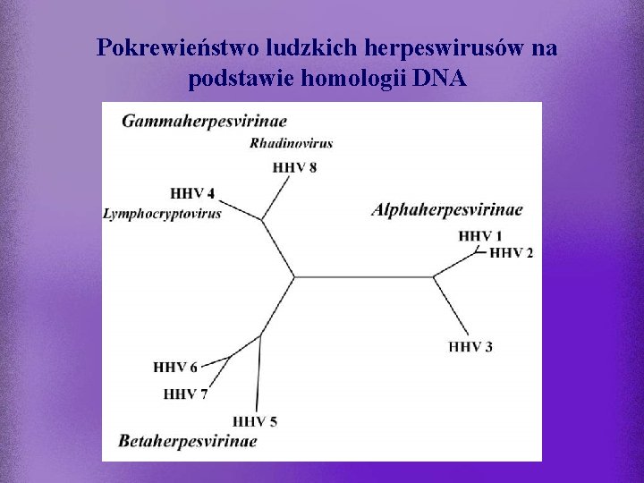 Pokrewieństwo ludzkich herpeswirusów na podstawie homologii DNA 