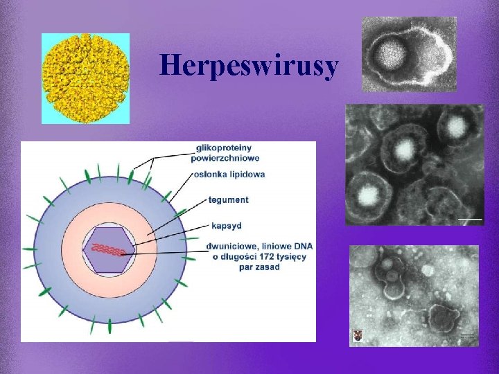 Herpeswirusy 