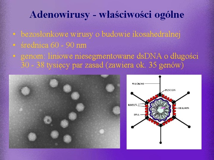 Adenowirusy - właściwości ogólne • bezosłonkowe wirusy o budowie ikosahedralnej • średnica 60 -