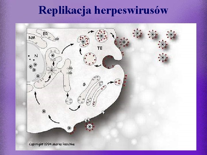 Replikacja herpeswirusów 