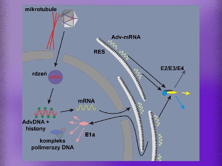 E 1 a 