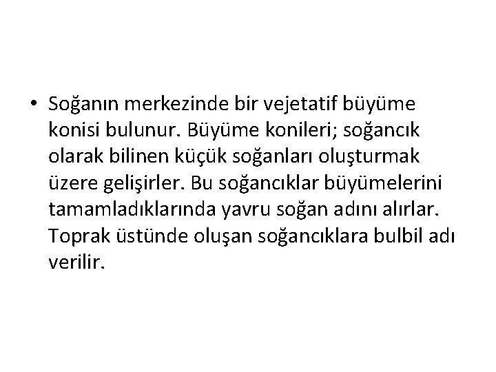  • Soğanın merkezinde bir vejetatif büyüme konisi bulunur. Büyüme konileri; soğancık olarak bilinen