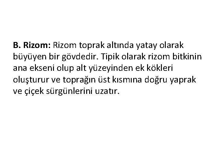 B. Rizom: Rizom toprak altında yatay olarak büyüyen bir gövdedir. Tipik olarak rizom bitkinin