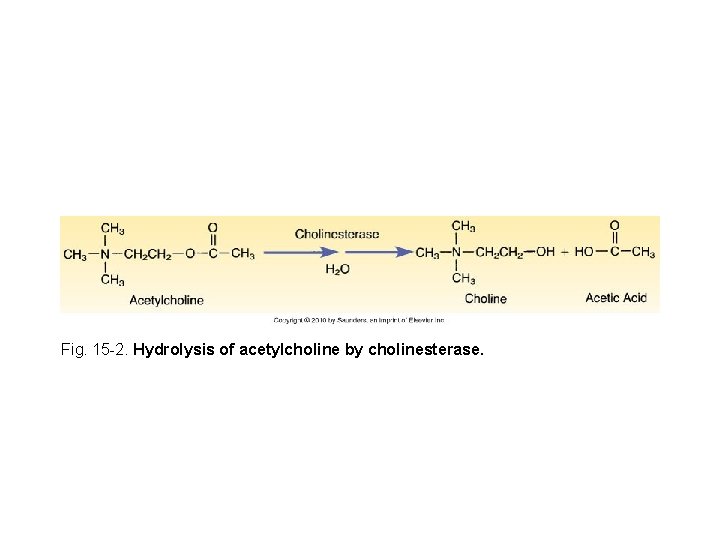 Fig. 15 -2. Hydrolysis of acetylcholine by cholinesterase. 