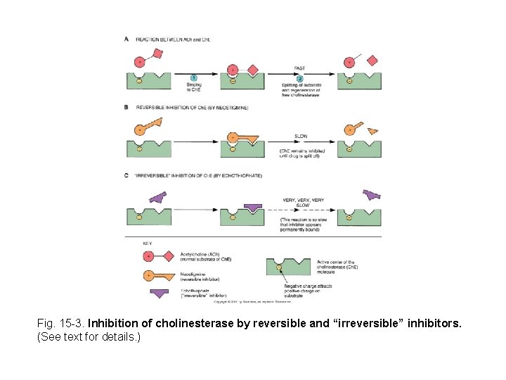 Fig. 15 -3. Inhibition of cholinesterase by reversible and “irreversible” inhibitors. (See text for