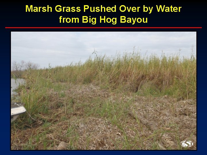 Marsh Grass Pushed Over by Water from Big Hog Bayou 
