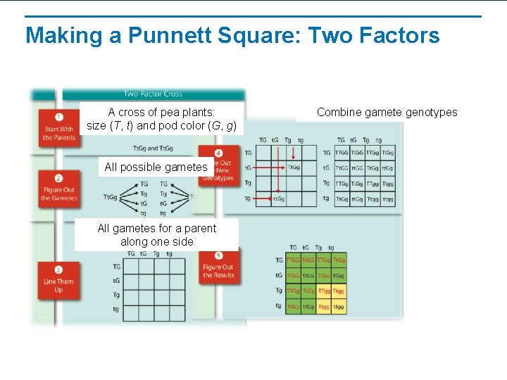 Making a Punnett Square: Two Factors A cross of pea plants: size (T, t)